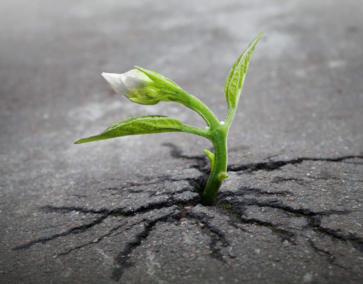A plant is sprouting up through a crack in pavement.  This image was displaying here.