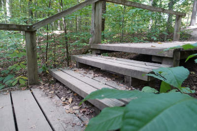 An image was here of three wooden steps on a path through a wooded area.
